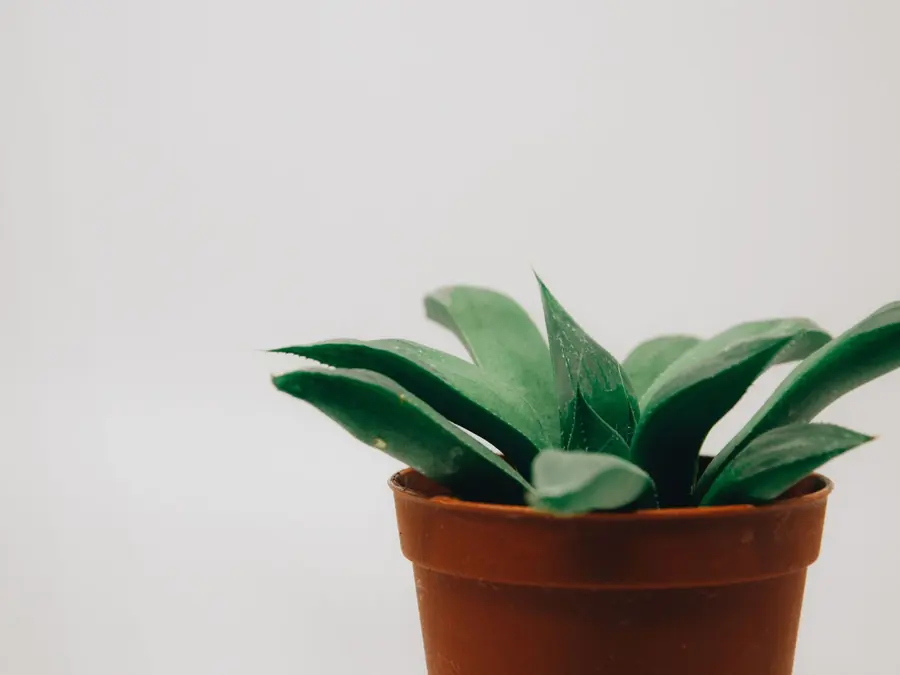 A green plant beside a clean reception desk.
